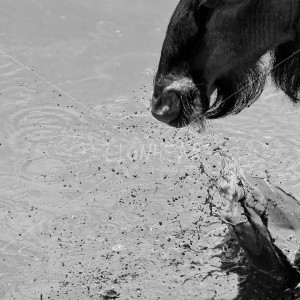 B02 Wildebeest stampede