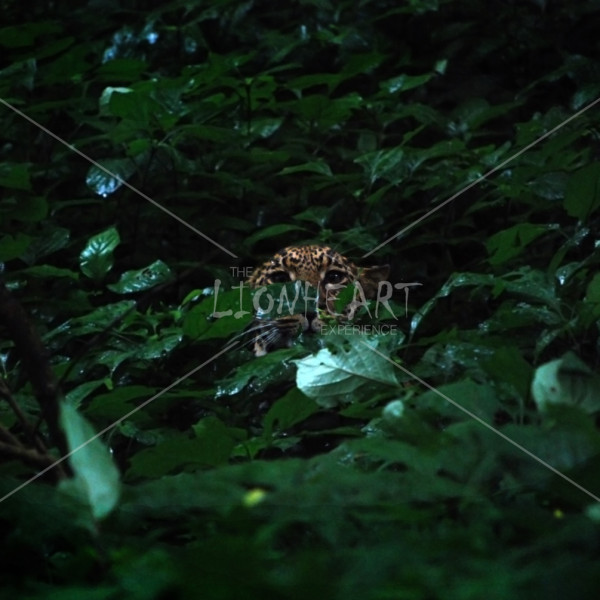 e05_shadow